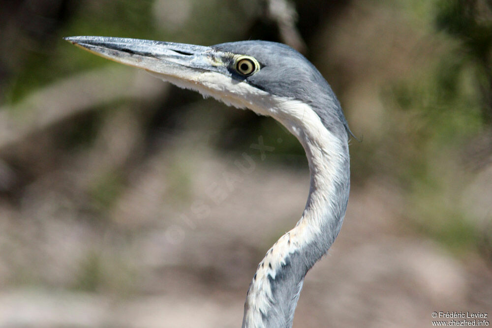 Black-headed Heronimmature, identification