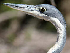 Black-headed Heron