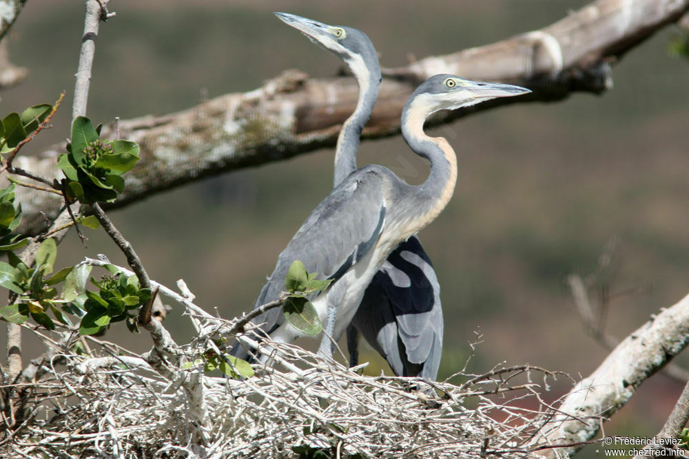 Black-headed Heronjuvenile, identification, Reproduction-nesting