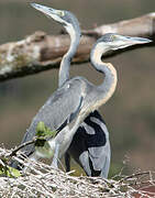 Black-headed Heron