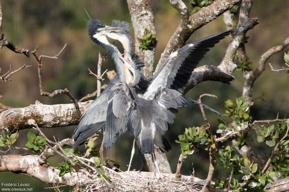 Black-headed Heron, eats, Reproduction-nesting