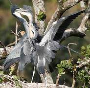 Black-headed Heron