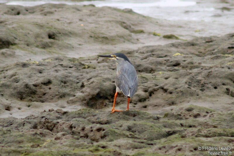 Striated Heronadult