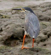 Striated Heron