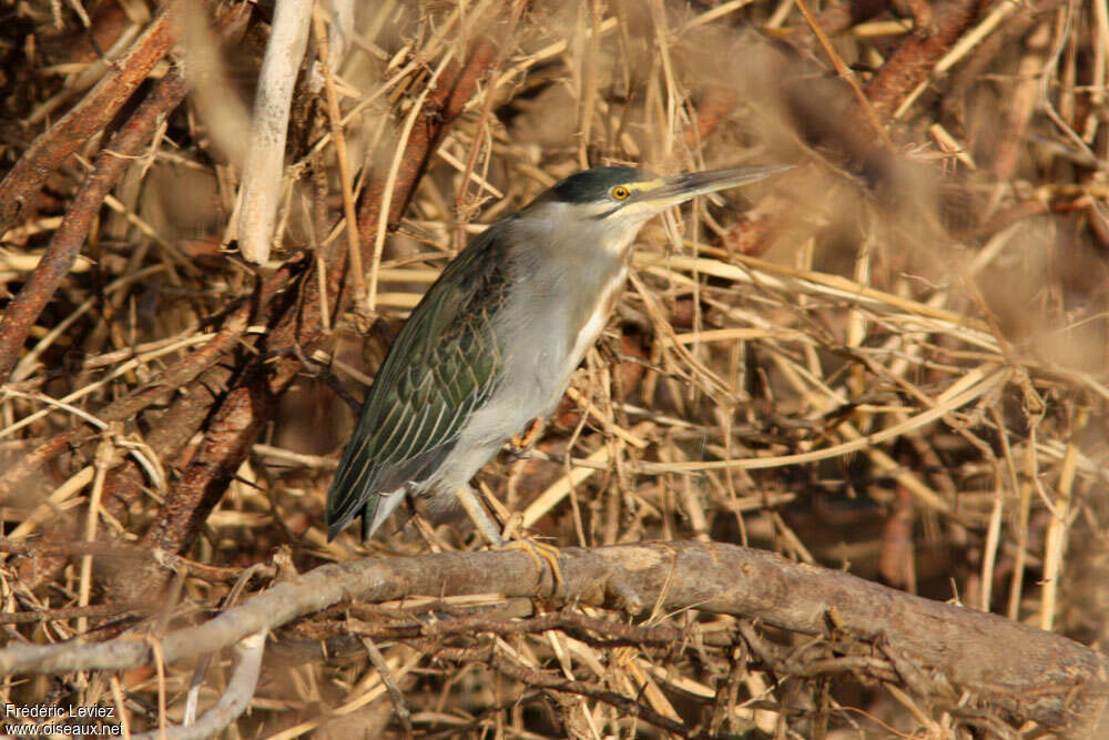 Striated Heronadult, pigmentation