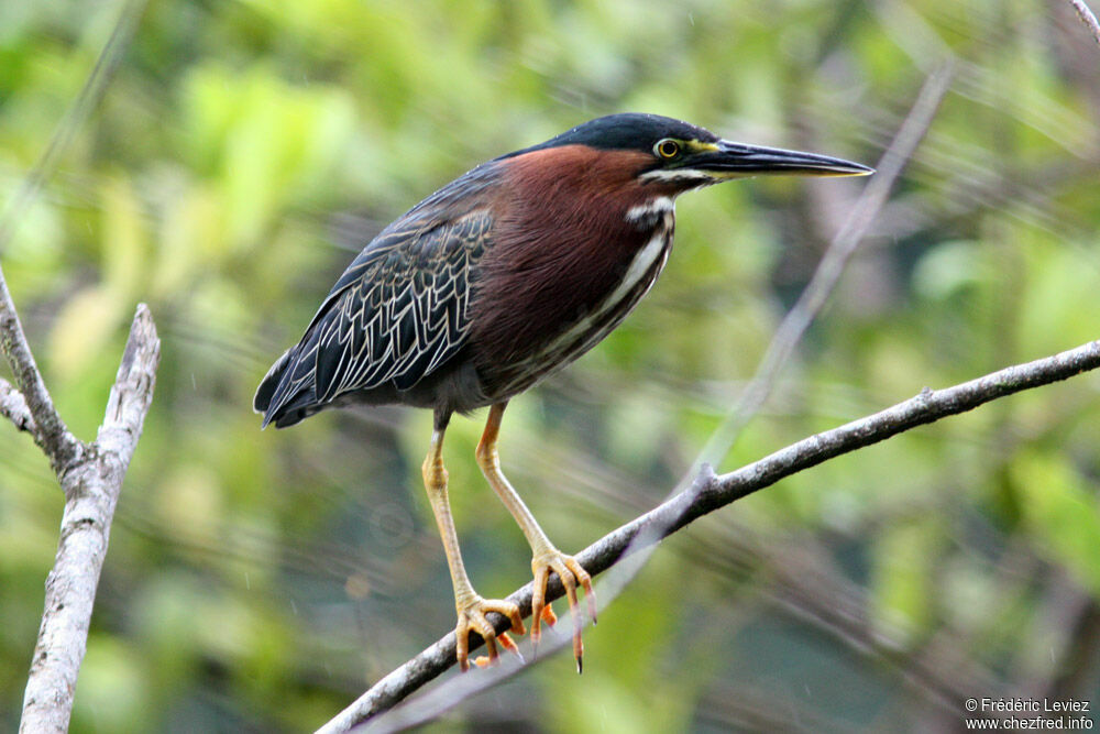 Green Heronadult, identification