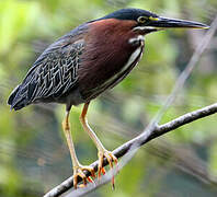 Green Heron