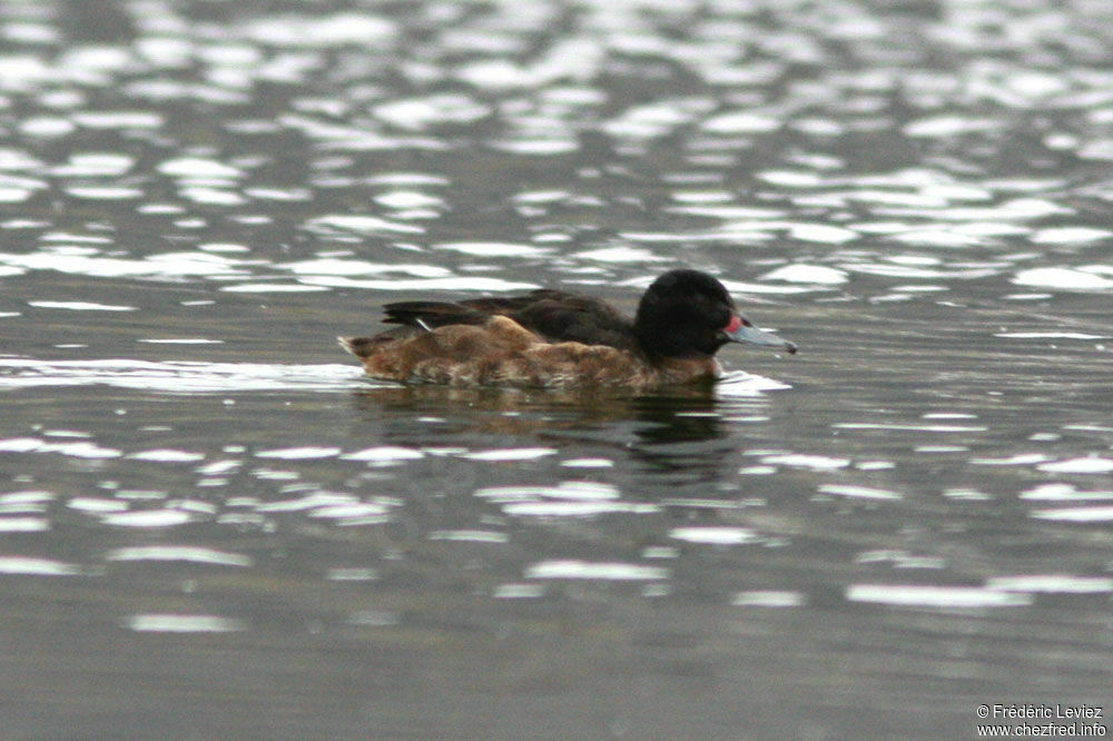 Black-headed Duck male adult