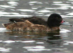 Black-headed Duck