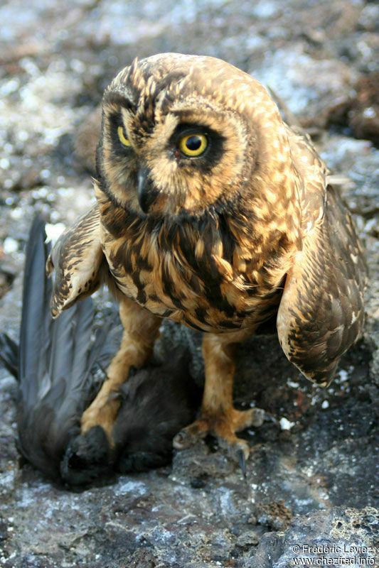 Short-eared Owladult