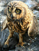 Short-eared Owl