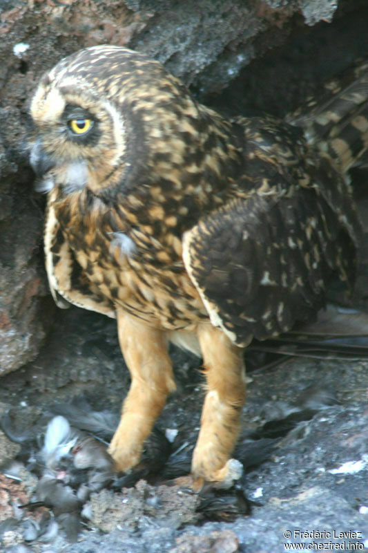 Short-eared Owladult