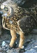 Short-eared Owl