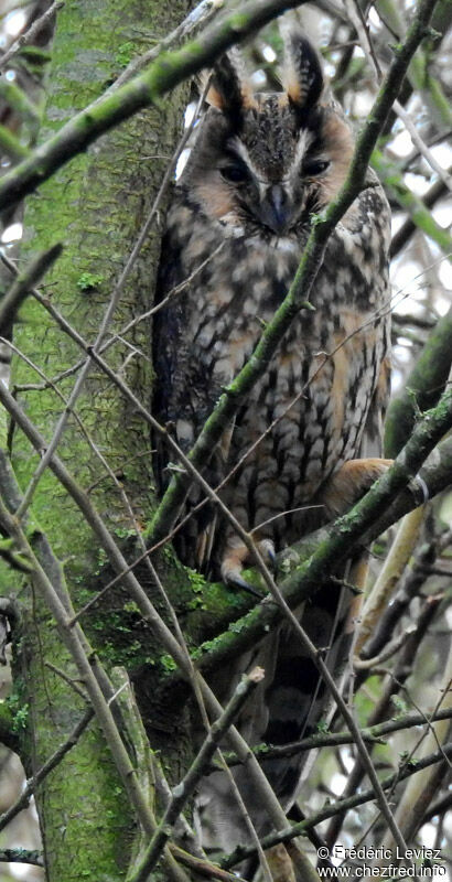 Long-eared Owl, identification, close-up portrait
