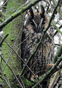 Long-eared Owl