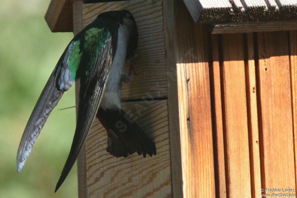 Violet-green Swallowadult, Reproduction-nesting