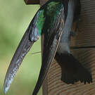 Hirondelle à face blanche