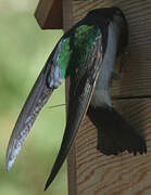 Violet-green Swallow