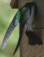 Hirondelle à face blanche