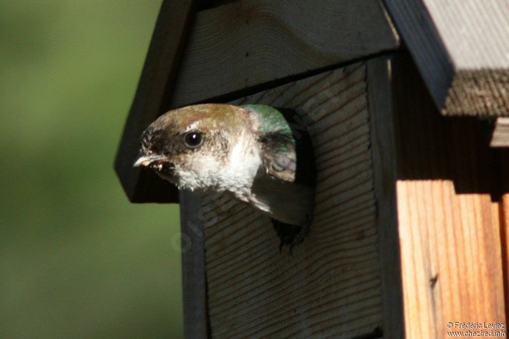 Violet-green Swallow female adult, Reproduction-nesting