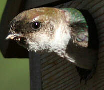 Violet-green Swallow