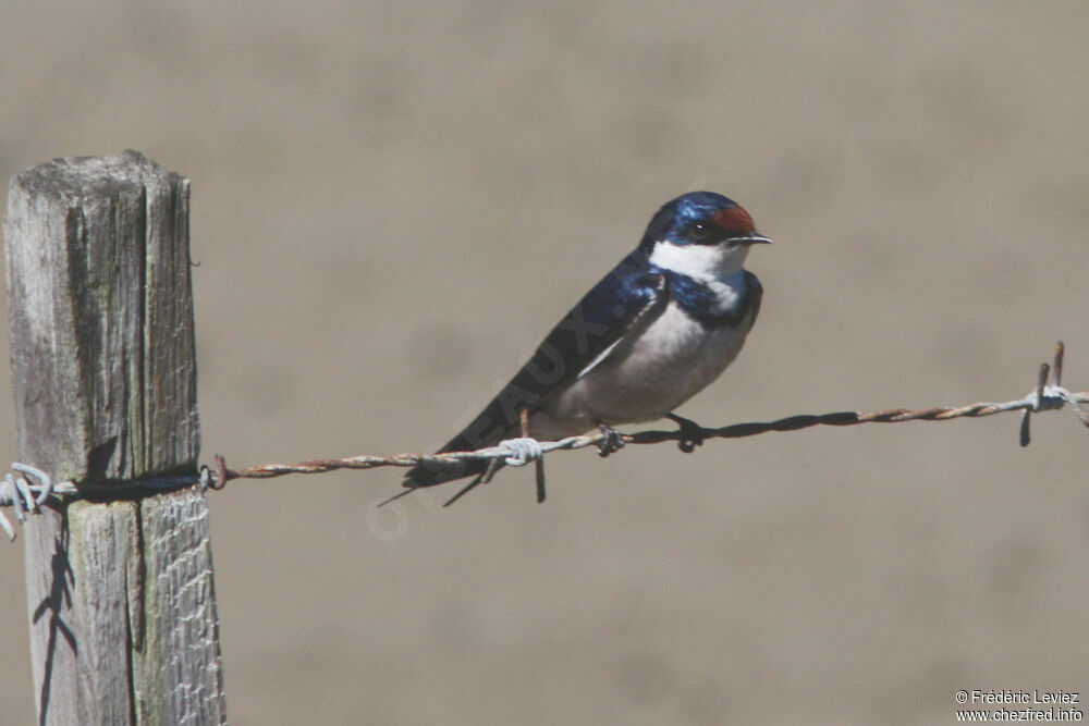 White-throated Swallowadult, identification