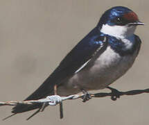 White-throated Swallow