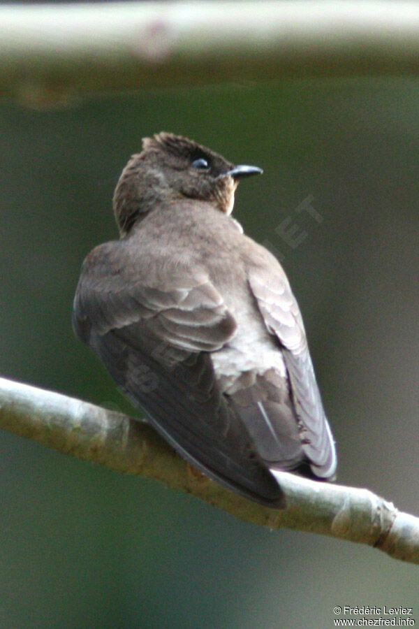 Southern Rough-winged Swallowadult, identification