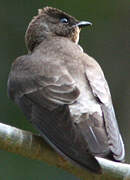 Southern Rough-winged Swallow