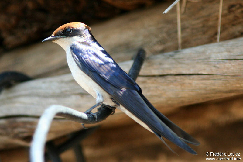 Hirondelle à longs brinsadulte