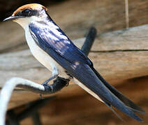 Wire-tailed Swallow