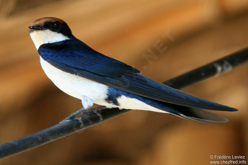 Hirondelle à longs brinsadulte