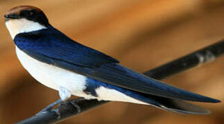 Wire-tailed Swallow