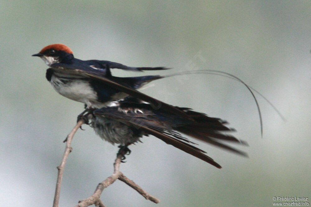 Hirondelle à longs brinsadulte, identification