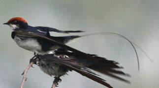 Wire-tailed Swallow