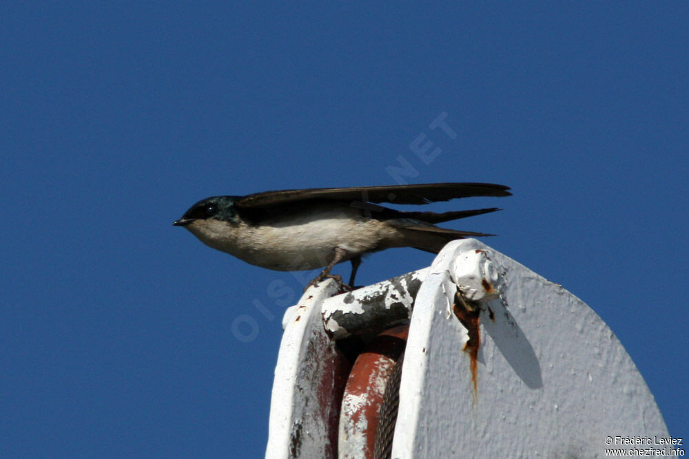 Hirondelle bicoloreadulte, identification