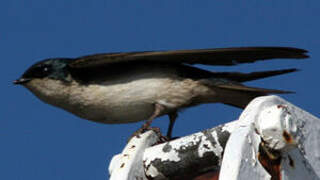 Tree Swallow