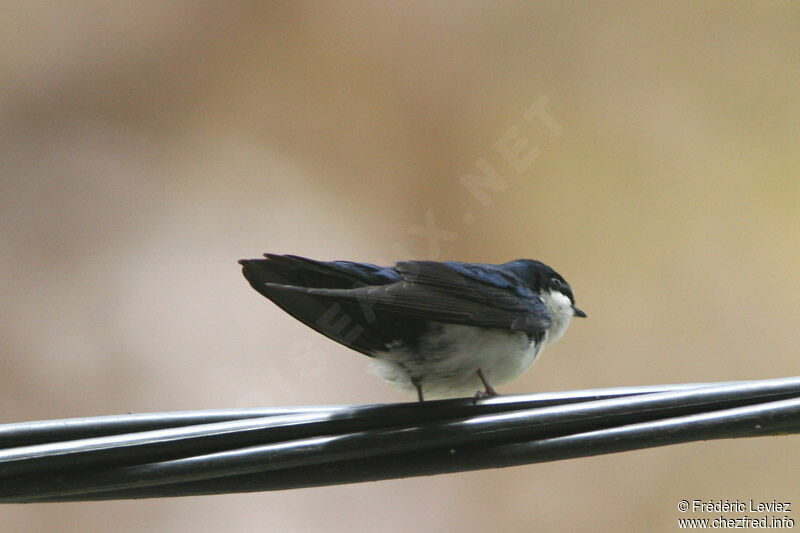 Blue-and-white Swallowadult