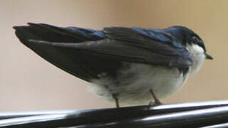 Blue-and-white Swallow