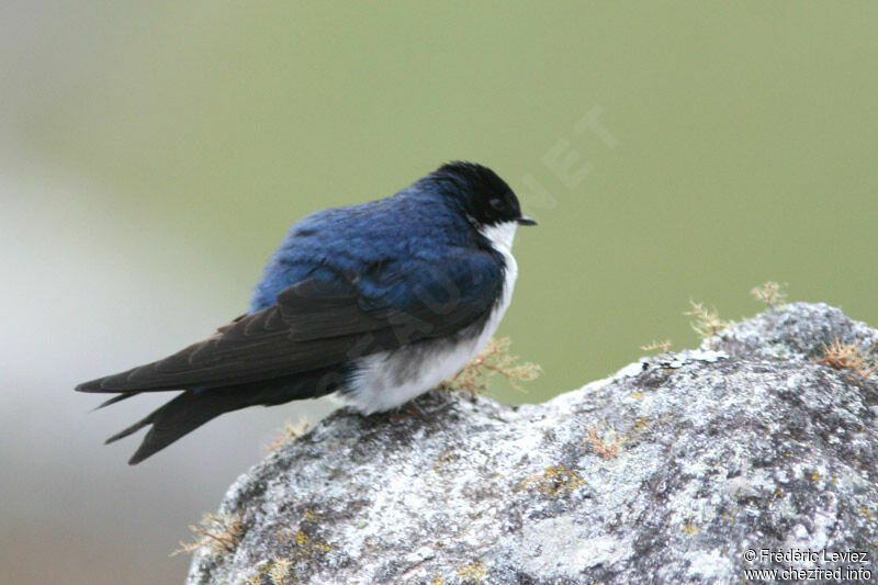 Hirondelle bleu et blancadulte