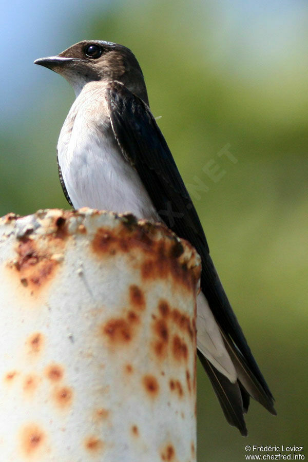 Hirondelle chalybéeadulte