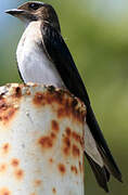 Grey-breasted Martin