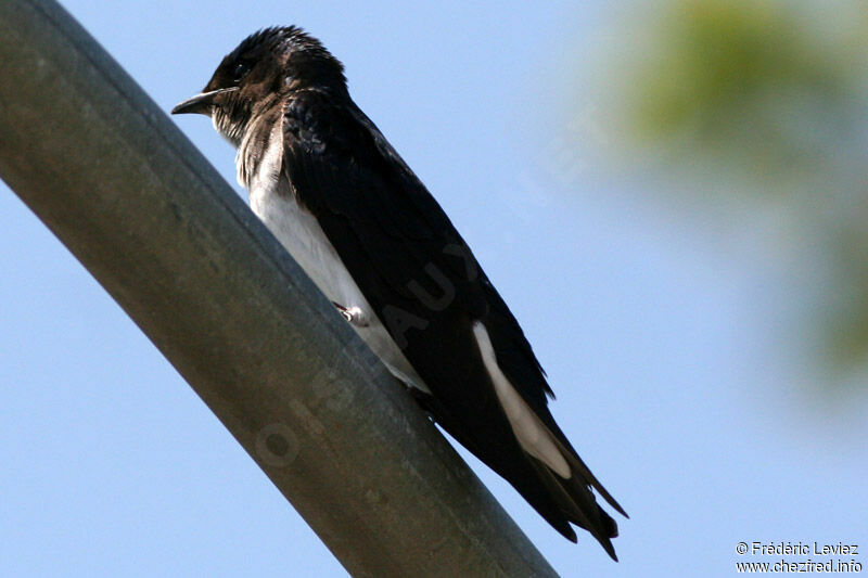 Hirondelle chalybéeadulte