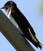 Grey-breasted Martin