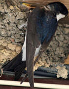 Western House Martin