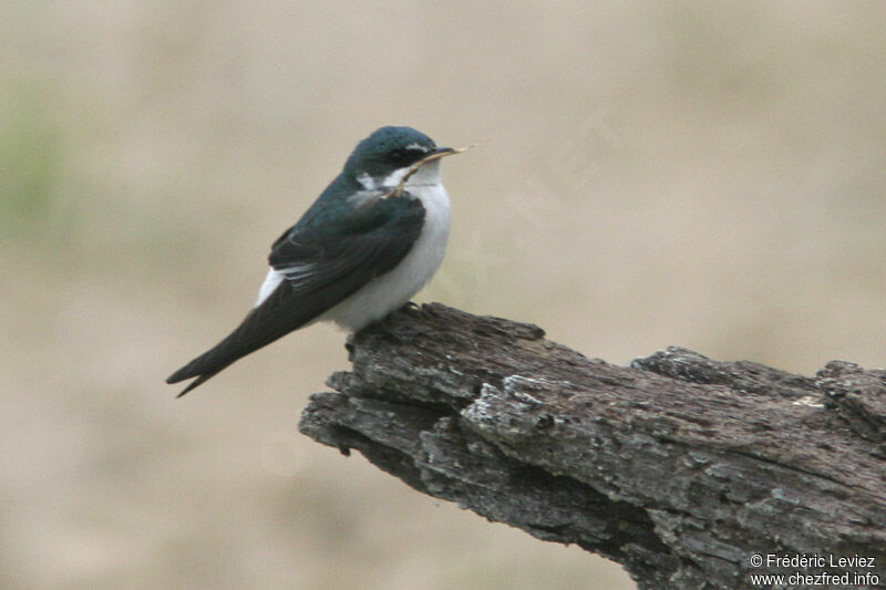 Hirondelle des mangrovesadulte