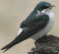 Mangrove Swallow