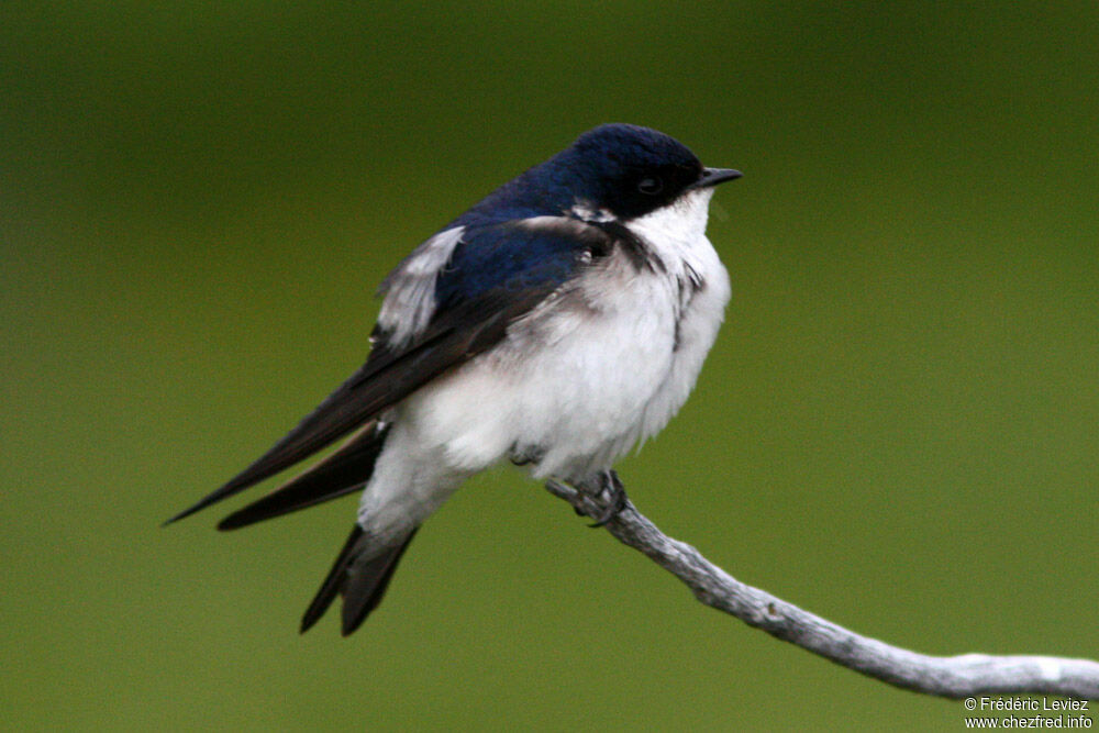 Chilean Swallowadult