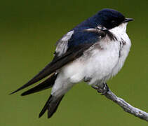 Chilean Swallow