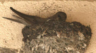 Large Rock Martin